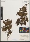 Foto von Salix mielichhoferi Saut.
